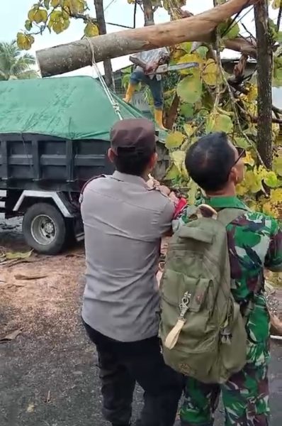 TNI – Polri Bersama BPBD Evakuasi Pohon Tumbang Di Jalan Raya Jurang Jaler-Pegadang